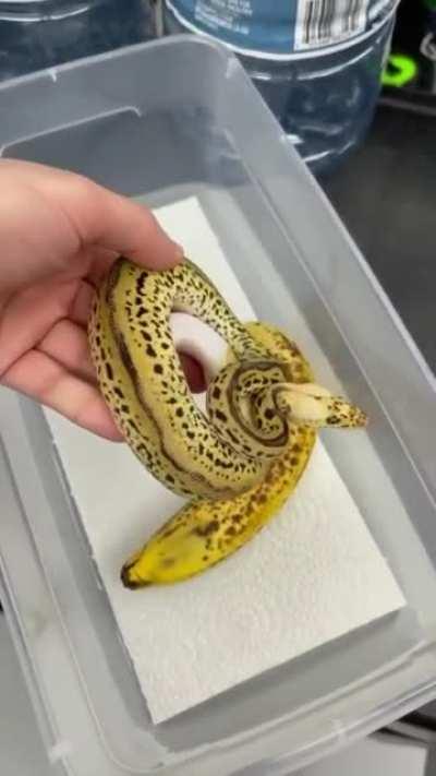 Forbidden banana