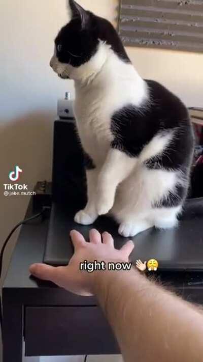 Disclaimer: not my cat, but I wanted to share this gem that I found