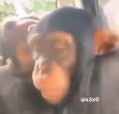 You can return to monke, but you can’t escape the crippling loneliness...