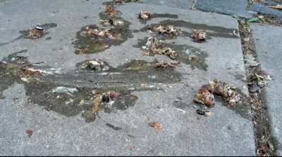 Rare Gift for fans 💜👍 Thanks for following the community.