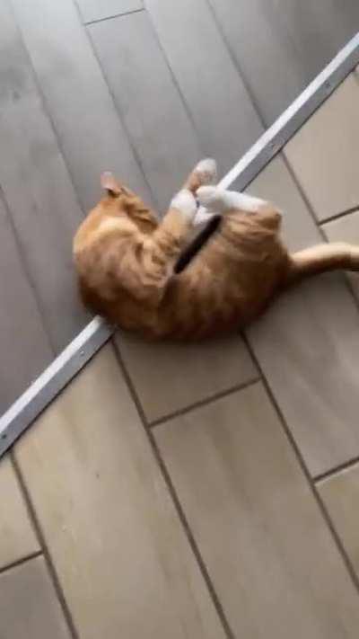 Cat caught in kitchen utensil