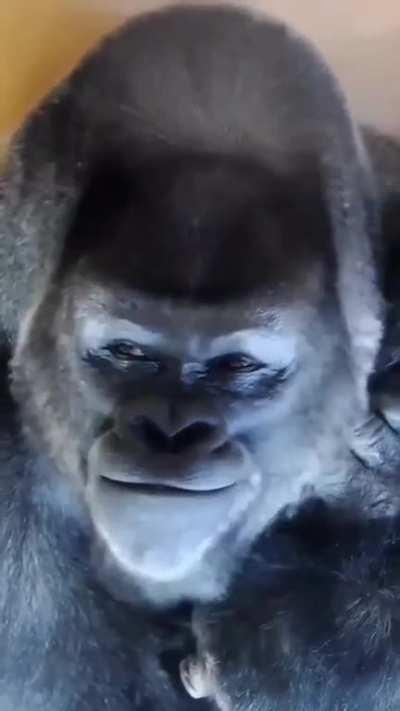 🔥Gorilla is thinking about something