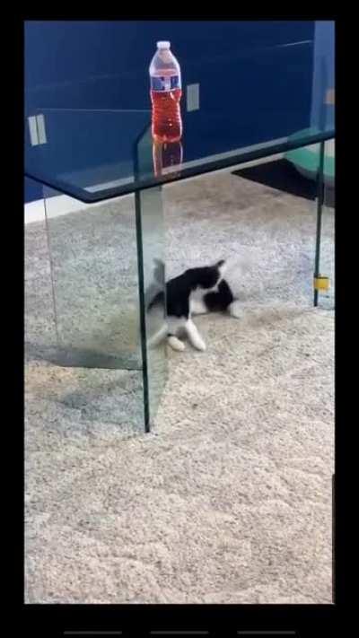 pounce.exe failed to execute successfully