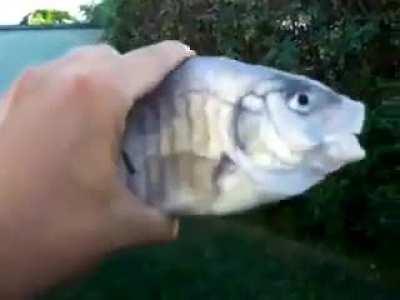 Wordington killer fish from San Diego