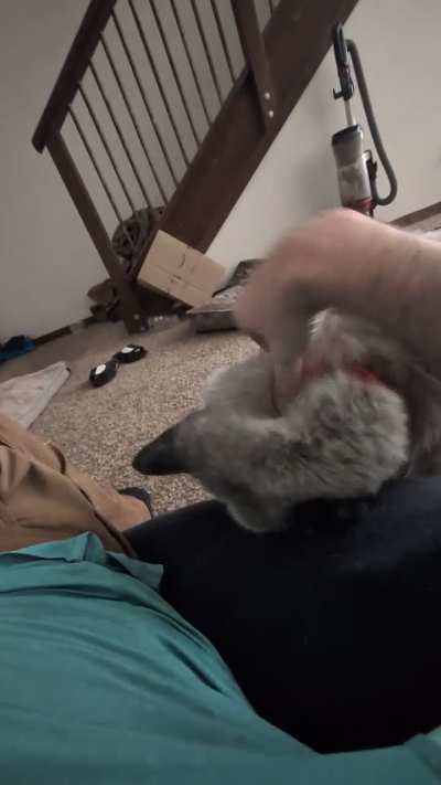 The battle for Christmas pets