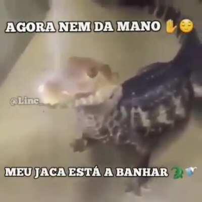 Banhando meu jaré