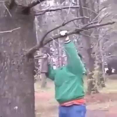 HMF while I climb this tree
