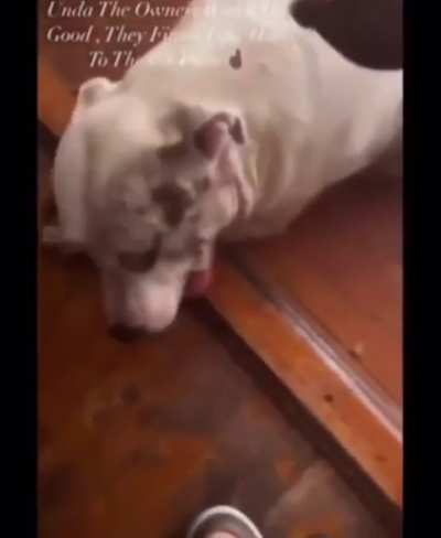 Dog abuser gets fucked