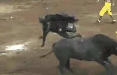 Low rank IG hunter fighting a Diablos