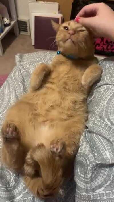 Clementine enjoying her scritches!