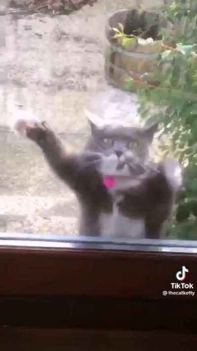 Walt for the beat drop, puss