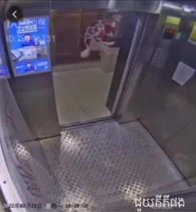 Dog in lift. (it’s fine)