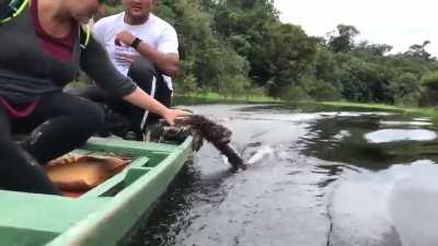 Sloth plays with water