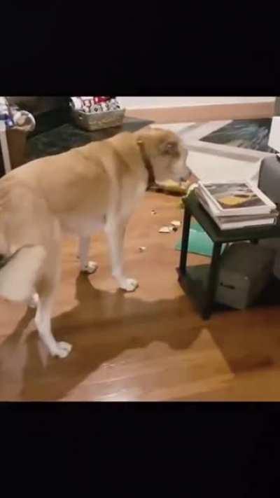 I’m so happy for a new bone . Oh no what have I done. Sorry got to go