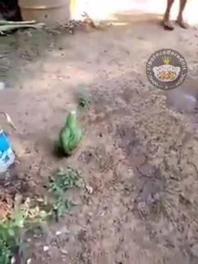 Oxe, papagaio fdp 🤔