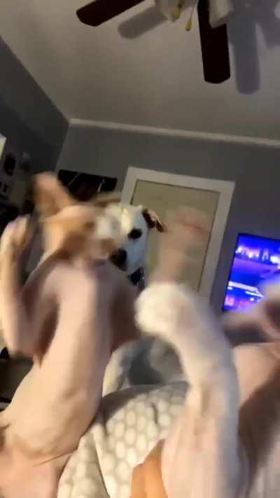 The dog is refereeing 😂