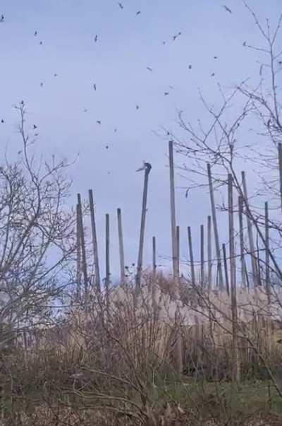 Monkey bashes a gull to death and then eats it