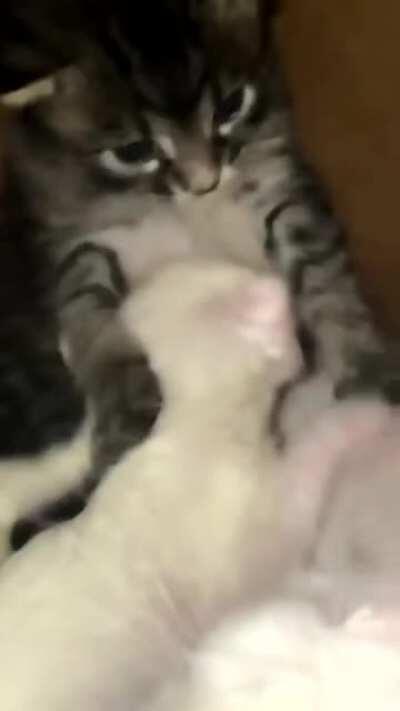 Smol cat petting another smol cat