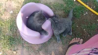 My kitty cats have claimed my baby's seat!