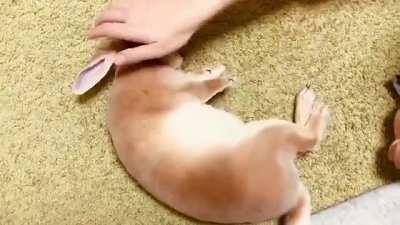 Bunny cuddleroll