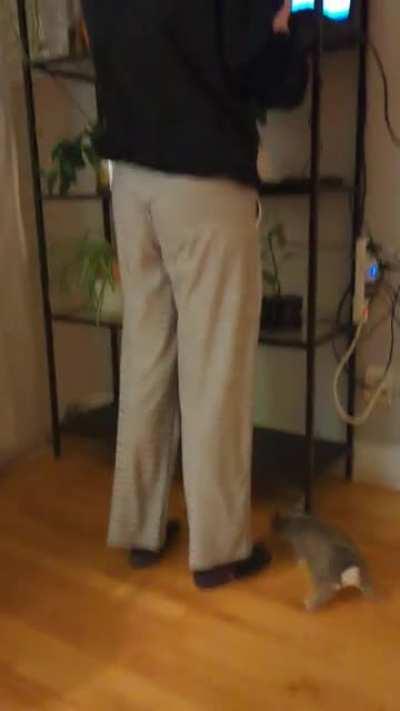 Does your rabbit like to run around your feet like this?