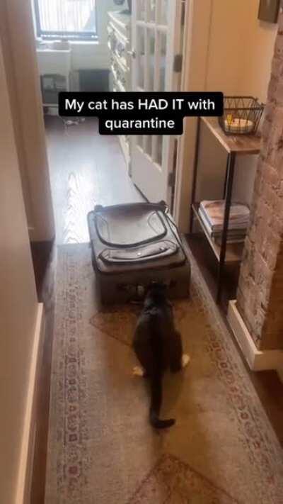 Cat can't take anymore