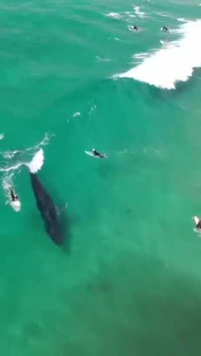 A Whale and Surfers waiting for the perfect wave and the Whale takes it