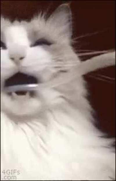 Cat is very confused.