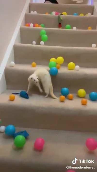 This deaf ferret has the cutest surprise face