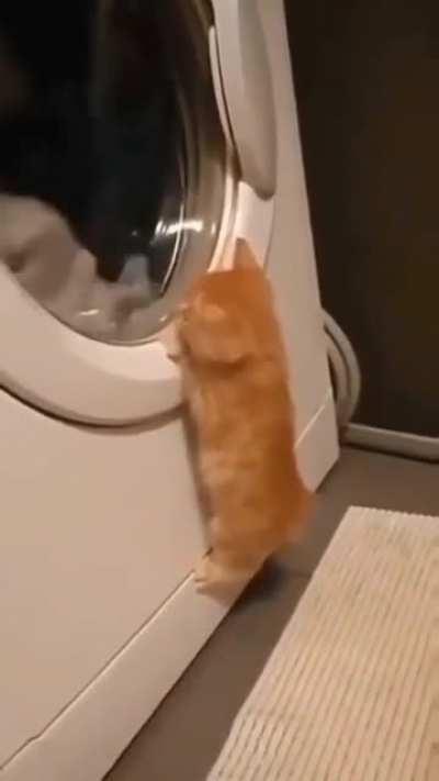 Illegal smol watcher