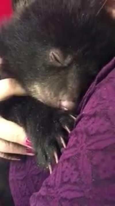 Baby bear making its happy noise