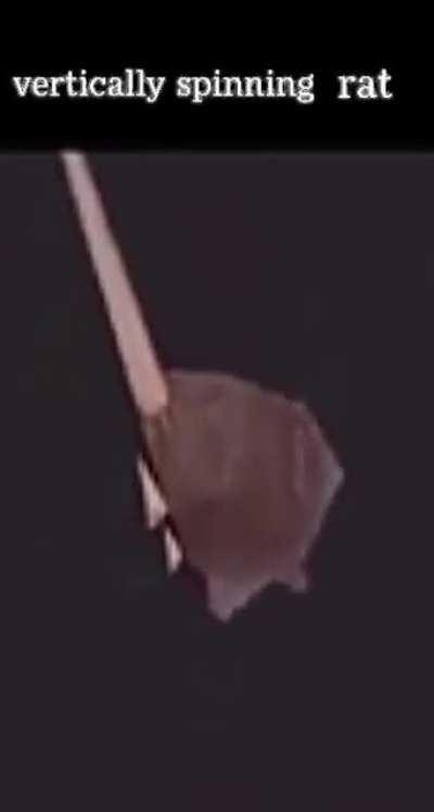 since you guys liked it, here is the horizontally spinning rat