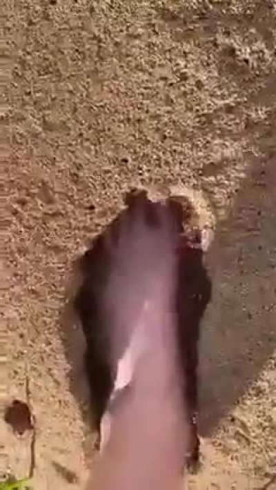 cursed_anthill