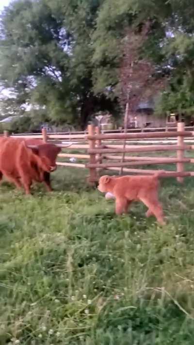 Energetic calf gets a stern look from the grown-ups