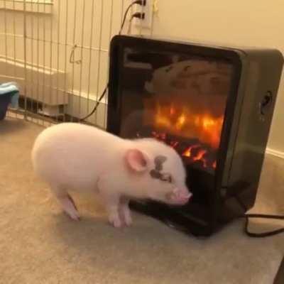 Get you someone who loves you like this piggy loves this heater.