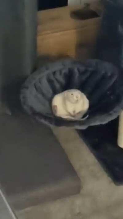 I cannot explain the joy I felt when I turned around to see Flump like this...