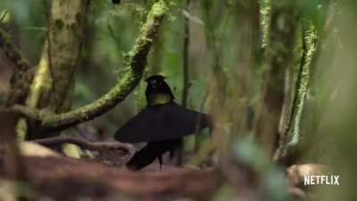 I am gonna leave it here