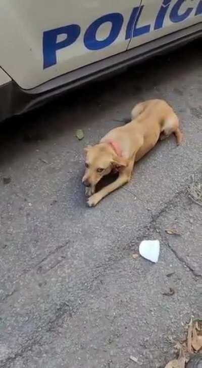 Em Minas, polícia prende meliante, e sua comparsa ameaça um dos policiais