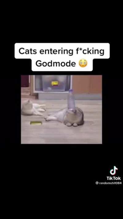 Cats MP4.