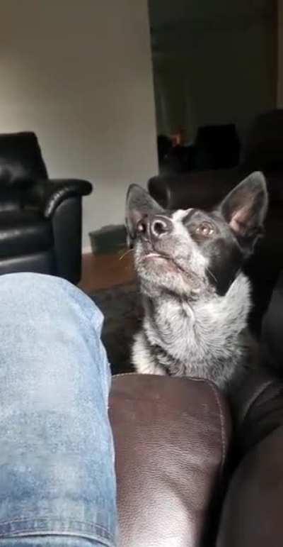 My dog nearly ended me