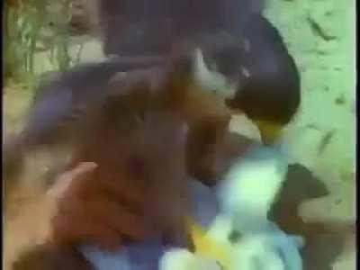 Not even nature is safe from ninjas