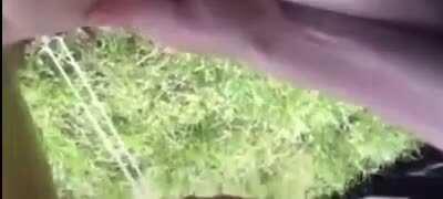 Convinced it's his last day