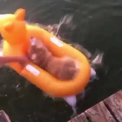 Lets go for a boat ride from quila_corgi on instagram