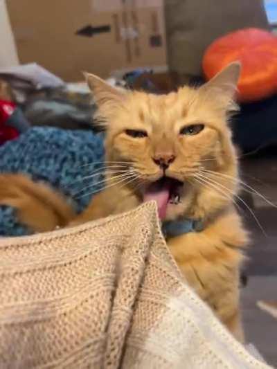 Trying to groom this sweater