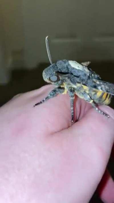 Video shows a Death’s-head Hawkmoth (Acherontia atropos) squeaking. The only moths to do so.