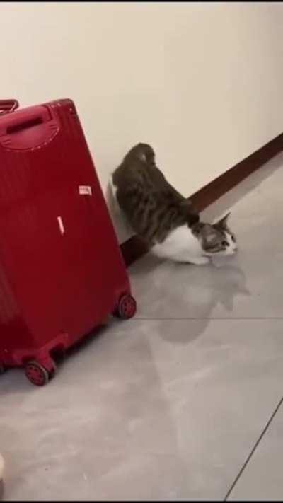 Shoaib Akhtar to Rahul Dravid