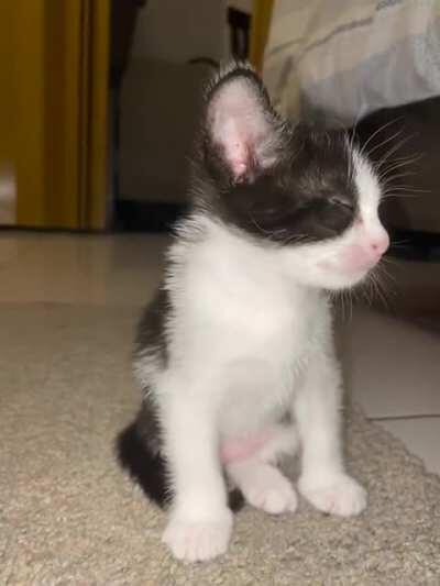 Smol foster baby got caught falling asleep while sitting up
