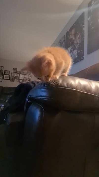 Walter's smol mew 😻🧡