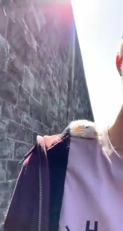 Hello! You seemed to enjoy watching my problem child yeet herself from my desk the other day, so here she is sunbathing on my shoulder. Behold; Radar.