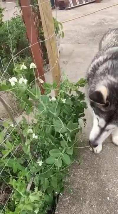 Best crop of peas we have grown until Banjo saw them!